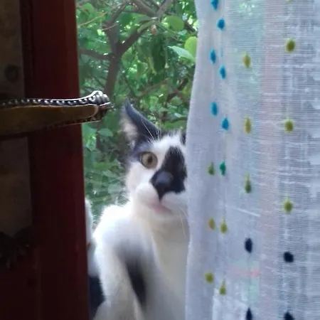 Iliolithos Πανσιόν