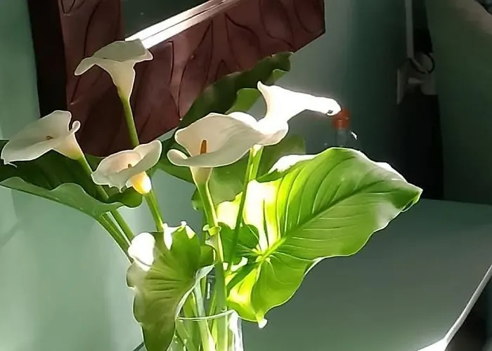 Iliolithos ゲストハウス カルダミリ